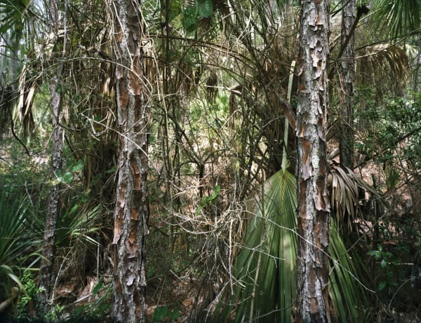 Thomas Struth, Paradise 36, New Smyrna Beach, Florida 2007