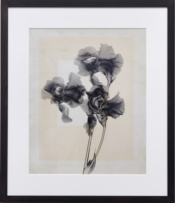 Thomas Ruff, flower.s_10, 2019