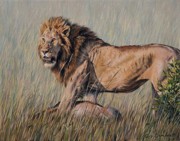 Guy Combes, Lion Study