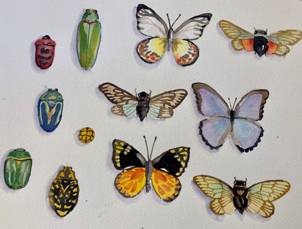 Devon Meyer Youth, Insects