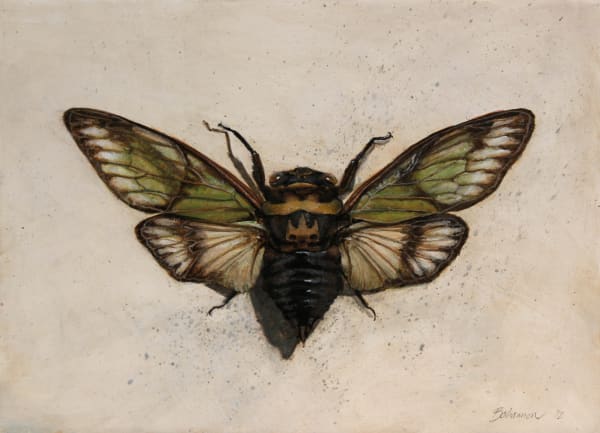 Candice Bohannon, Cicada