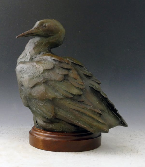 Sandy Scott, Star of the North Common Loon 300