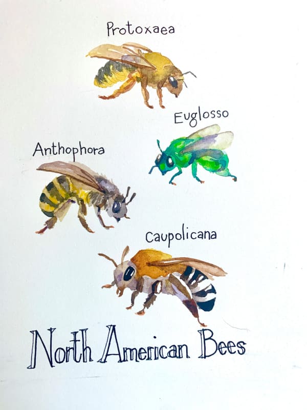 Devon Meyer Youth, Bees with Names
