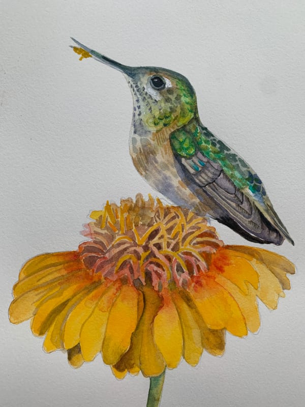 Devon Meyer, Hummingbird