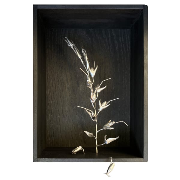 Sophie Carnell, Deyeuxia minor / Small bentgrass, 2023