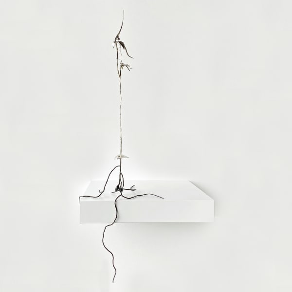 Sophie Carnell silent sentinel I (Acianthus caudatus -mayfly orchid), 2020 Sterling and fine silver, patina - Mounted on floating shelf (to be sold with work) 60 x 20 x 17 cm Mounted on floating shelf (to be sold with work) 30 x 26 cm