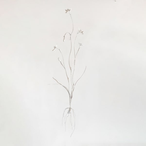 Sophie Carnell, Thelymitra rubra / Salmon Sun Orchid, 2025