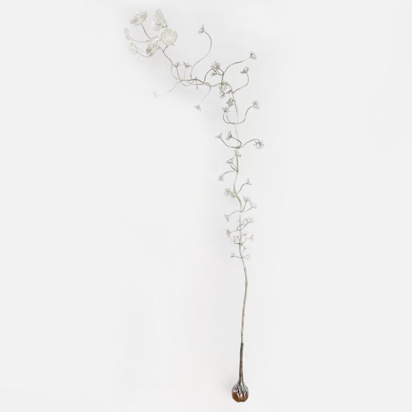 Sophie Carnell longing (Drosera macrantha - climbing sundew), 2020 Sterling and fine silver, copper, patina 80 x 28 x 18 cm Mounts onto three 2mm diameter prongs inserted into wall