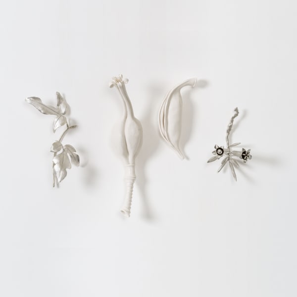 Sarah Rayner & Sophie Carnell, Brachychiton bidwillii/Little Kurrajong, 2021