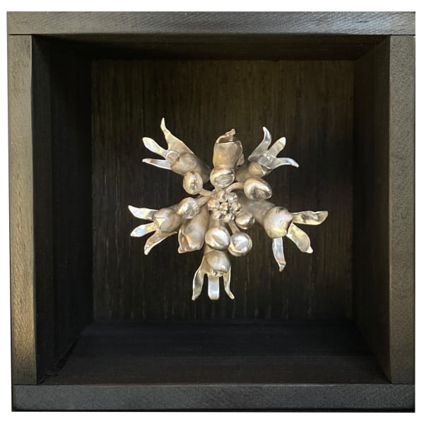 Sophie Carnell, Conospermum hookeri / Tasmanian smokebush, 2023