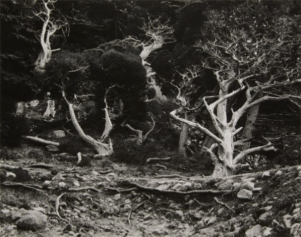 Edward Weston, Cypress, Point Lobos, 1940