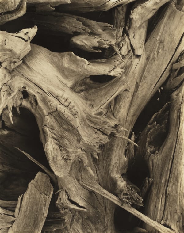 Paul Strand, Driftwood, Maine, 1928