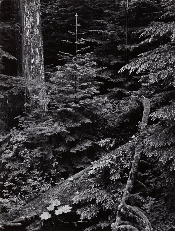 Ansel Adams, Forest, Early Morning, Mount Rainier National Park, Washington, 1949