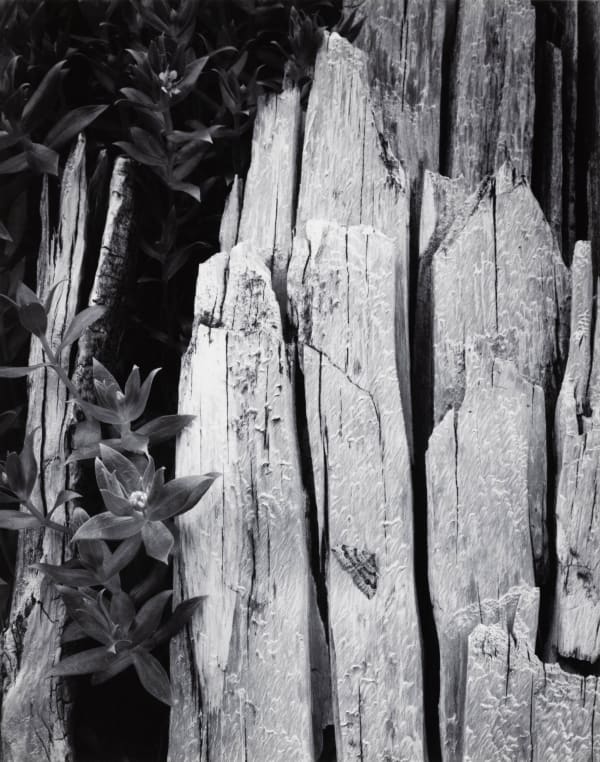 Ansel Adams, Moth and Stump, Interglacial Forest, Glacier Bay National Monument, Alaska, 1949