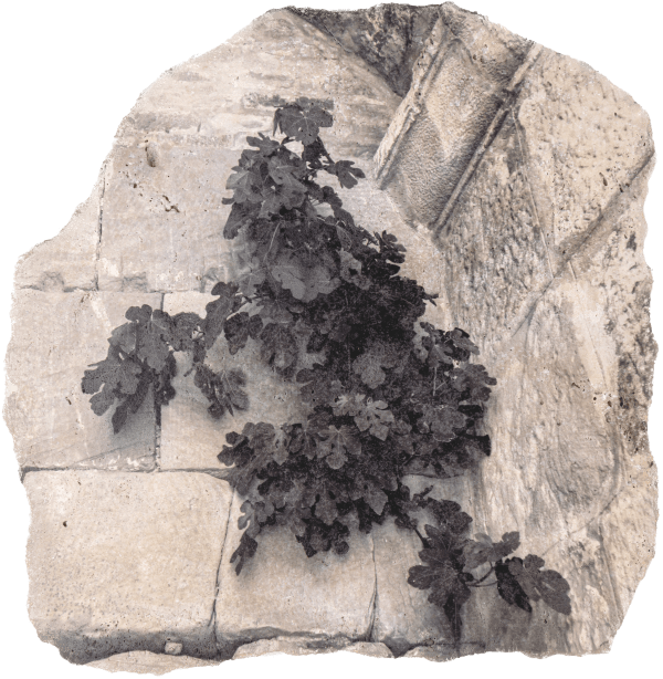 Fig tree resisting in the Temple of Jupiter, Juno and Minerva (Uthina, Oudna, Tunis), 2025