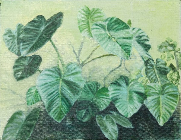 Monstera, 2024