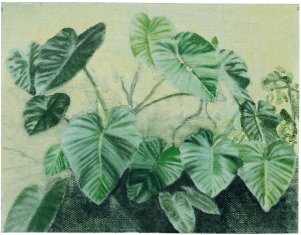Monstera, 2024
