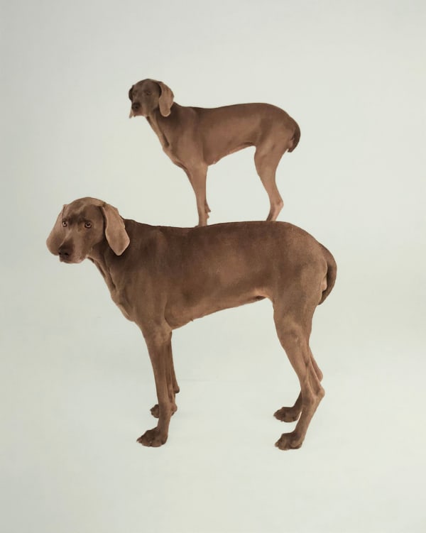 William Wegman, Dog and Pony, 1997