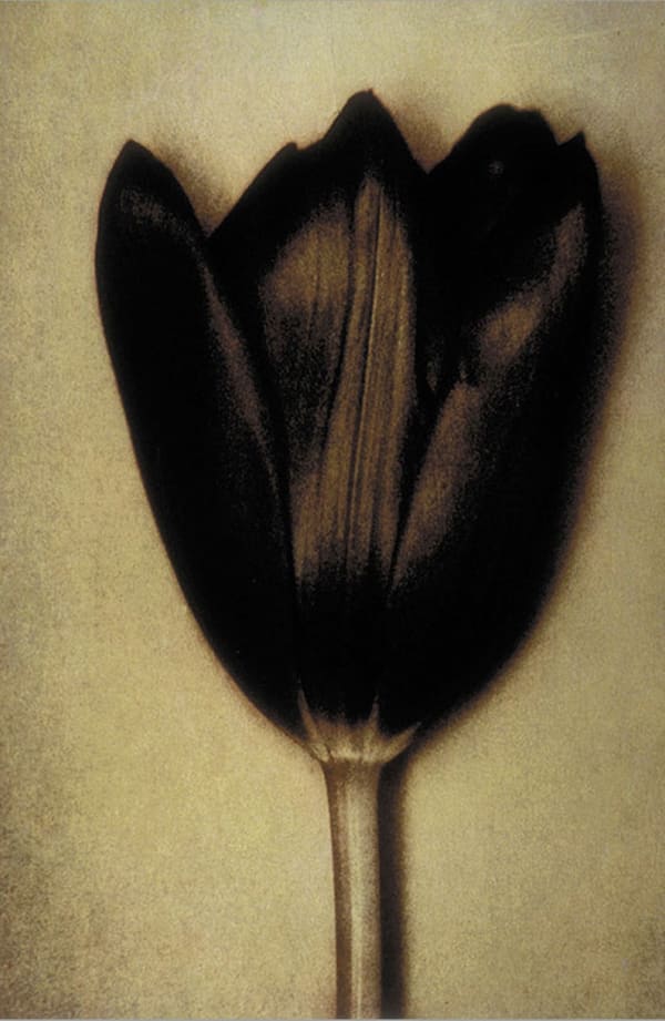 Sheila Metzner - Black Tulip, 2003