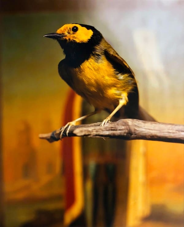 Andres Serrano, Hooded Warbler II, 2000