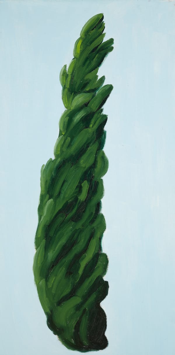 Tree Portrait #18: Rome, Poplar