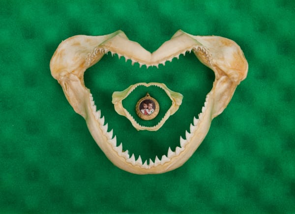 Gam, Herd, Frenzy, School or Shiver