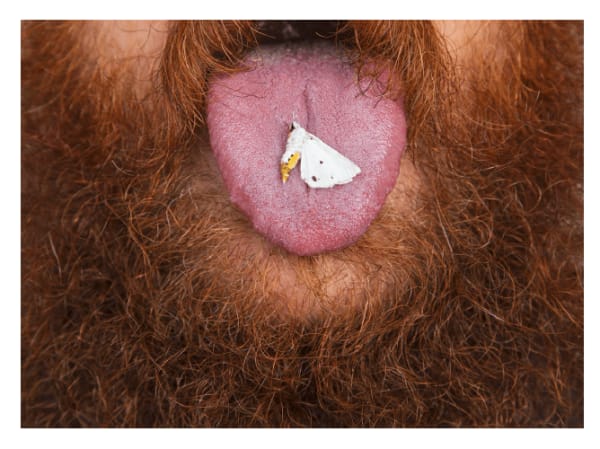 The malaprops making wanna scream