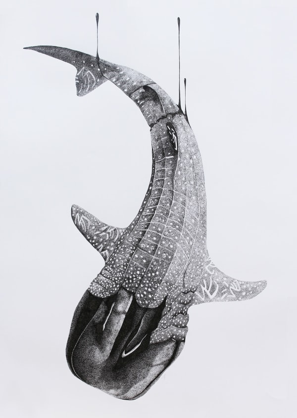 Firi Rahman, Jaws in Danger, 2016