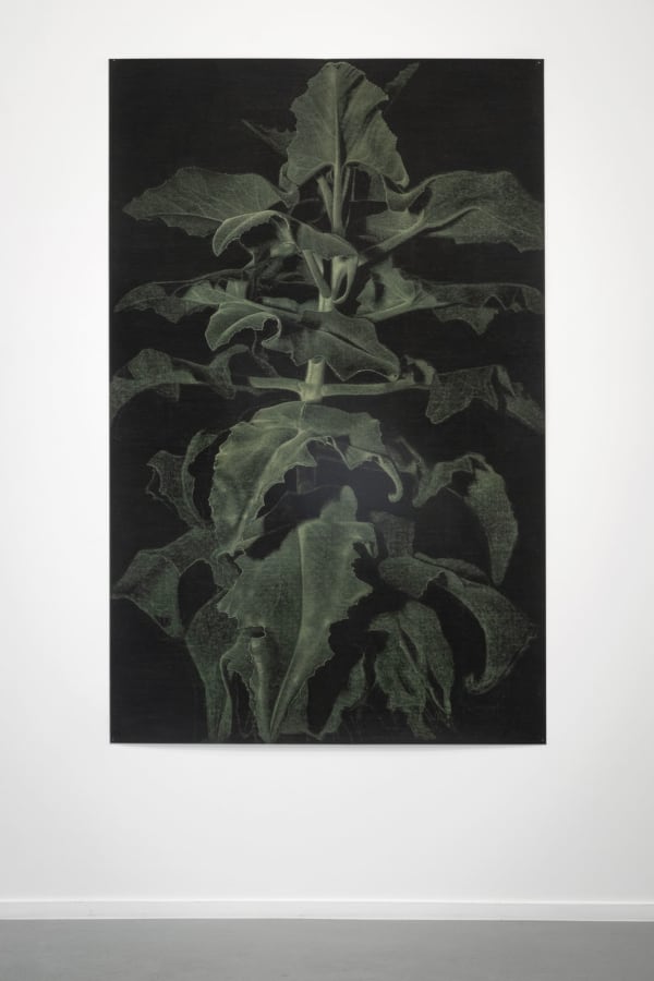 Renée Pevernagie, Velvet Leaves III, 2024