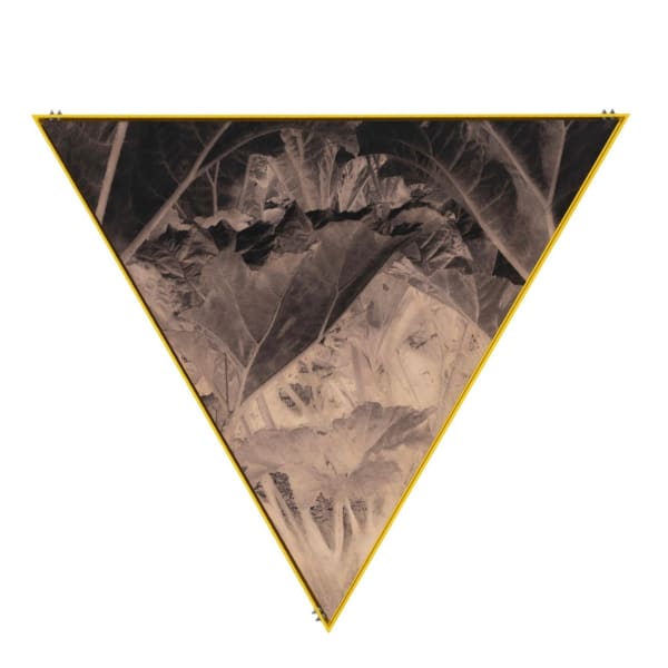 Ives Maes, Plant, 2024