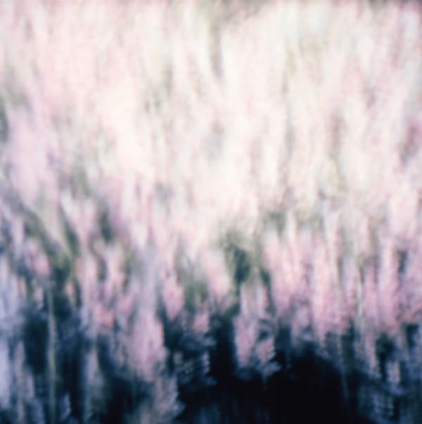 Ives Maes, Sequence #17 (Calluna Vulgaris), recorded in 2014, printed in 2017