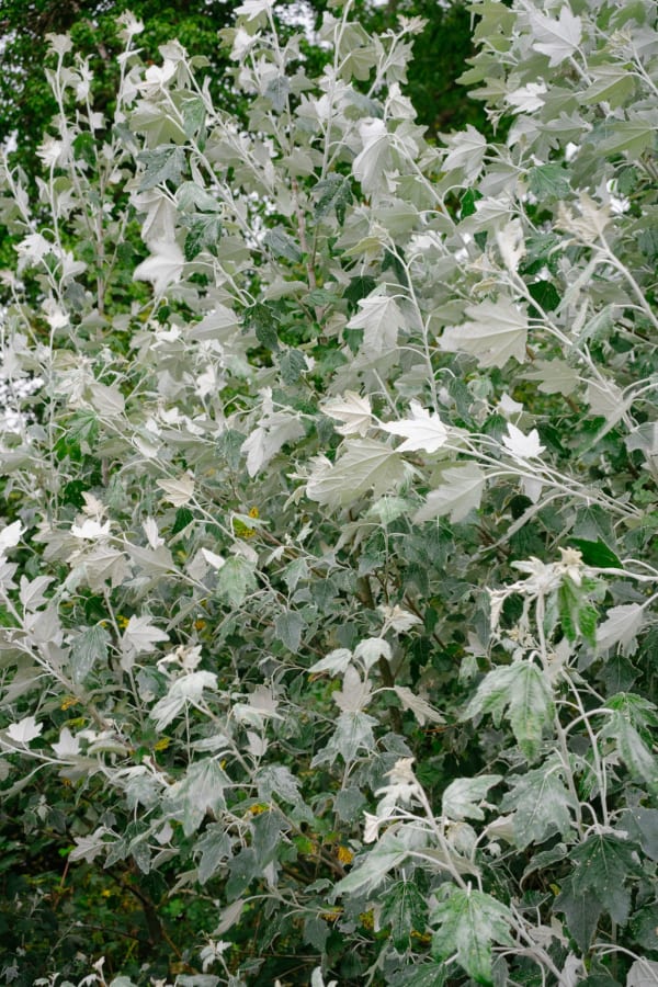 Elias Derboven, Movement II, 2021