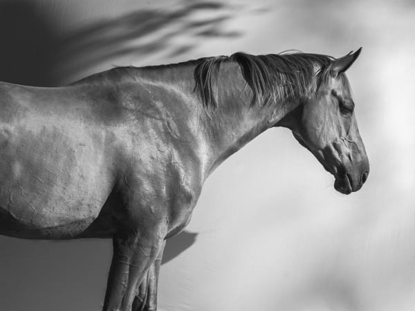 Anja Niemi, The Show Jumper, 2021
