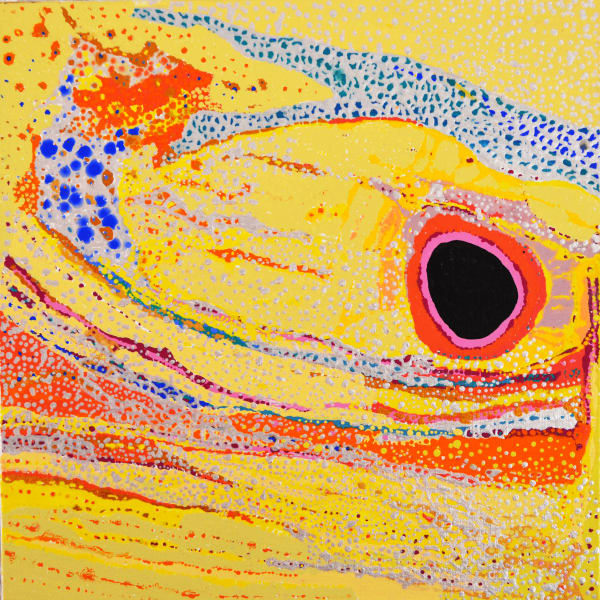 Daniel Walbidi Winpa acrylic on linen 61 x 61 cm