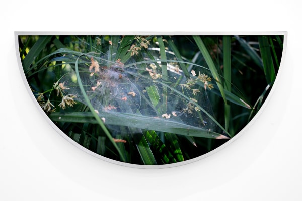 Widline Cadet, Spider Web, 2025