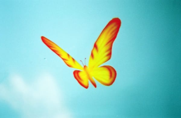 Ama Torres, Leo's Butterfly, Västeras, Sweden, 2022