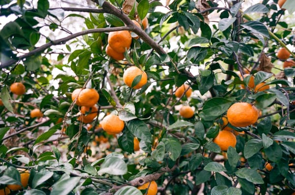 Photograph by Casey Joiner of a close-up of oranges hanging from a tree. The orange spheres pepper the green foliage.