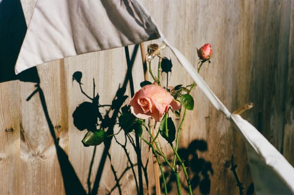 Photograph by Casey Joiner of a blooming rose and a closed bud in front of a wooden fence painted by the roses' shadow; while a white fabric line with triangles crosses the frame.