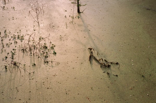 Photograph by Casey Joiner of a concrete floor with organic debris (like twigs, dirt, and leaves) scattered about. There is a bright light source out of frame which illuminates the image.