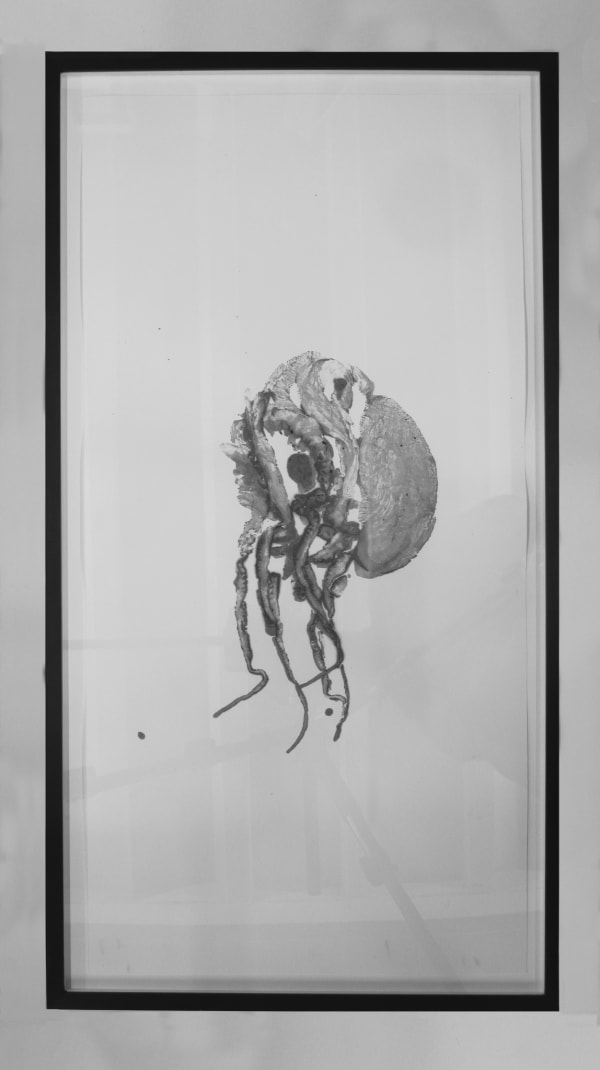 Douglas White, Octopus Drawing III, 2009
