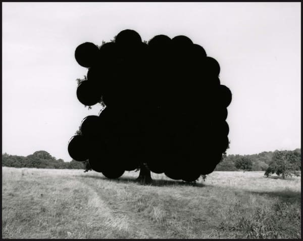 Aliki Braine, Dessine moi un arbre..., 2005