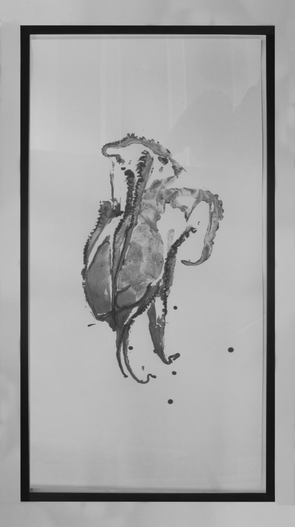 Douglas White, Octopus Drawing II, 2009