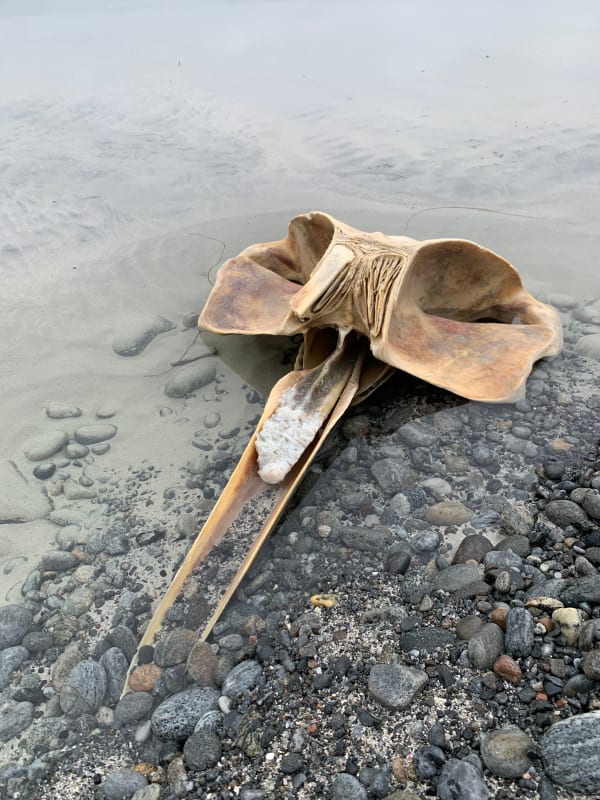Mella Shaw, Found Minke whale skull: An Doirlinn Beach, South Uist, Outer Hebrides, 2022