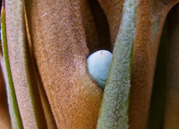 Amara Obiago, Nest, 2010