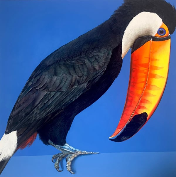 Lucy McLaven, Toco Toucan on Blue, 2025