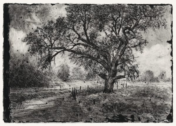 Michael Wann, The Trees Around Here, 2023