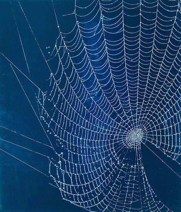 Eilis O'Connell RHA Dew on Web ink & watercolour on paper 50 x 40 cm