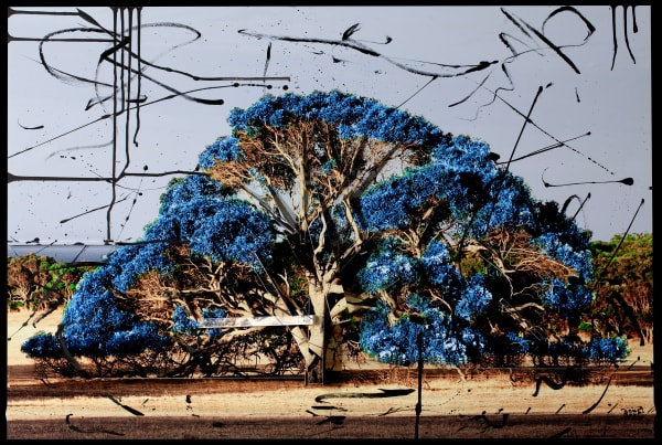 Piers Bourke, Western Australian Tree 11, 2011