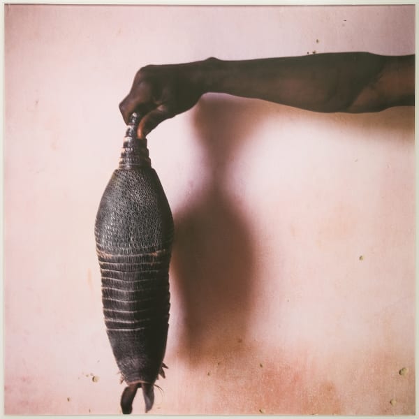 Mario Cravo Neto Sem título (Tatu), 2008 Fotografia 100 x 100 cm