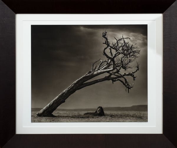 Nick Brandt, Lion under leaning tree, Masai Mara, 2008
